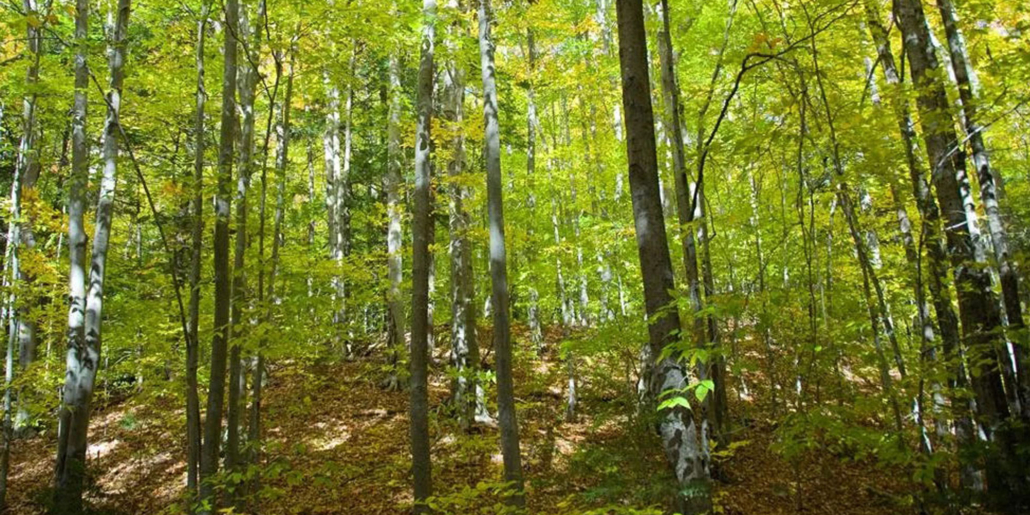 edenlanddoftana-ro-cabana-doftana-natura-atractii-Glodeasa-3